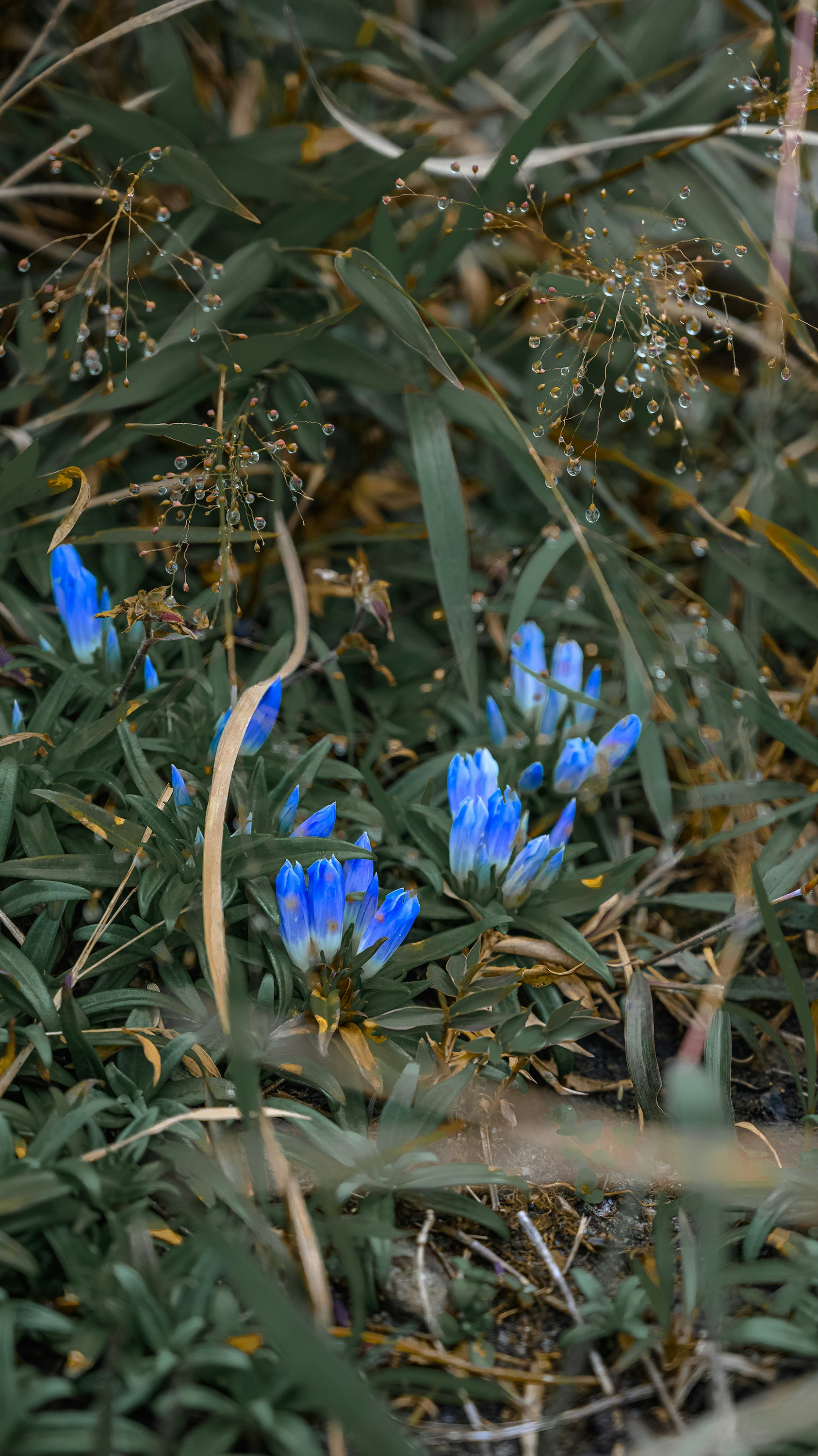blue crocus flowers in bloom during daytime
